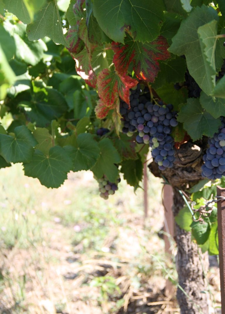 Vignes dans le soleil de la Drôme